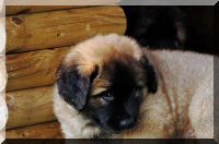 leonberger 053.jpg